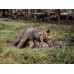 Steve McCurry - Animals